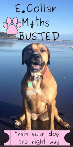 a brown dog sitting on top of a beach next to the ocean with text that reads, e collar myths busted train your dog the right way