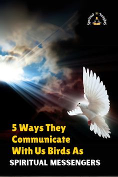 a white dove flying through the sky with text that reads, 5 ways they communicate with us