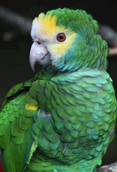 a green and yellow parrot sitting on top of a tree branch with its head turned to the side