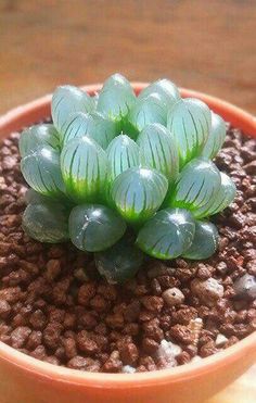 a small green plant sitting on top of a potted plant