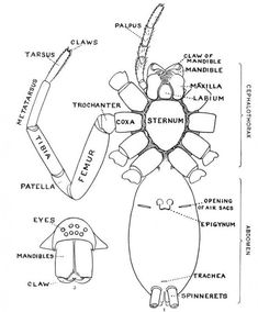 an image of a diagram of the parts of a plant that is labeled in black and white