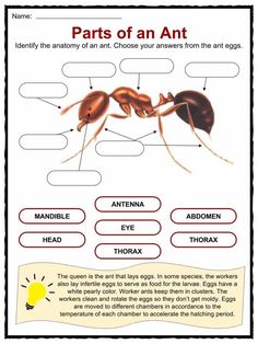 an ant diagram with words and pictures to describe the parts of an ant on it