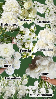 a bunch of white flowers that are on a green background with the names of them