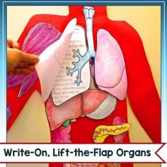 an image of the human body made out of paper with words written on it that read write - on, lift - the - flap organs