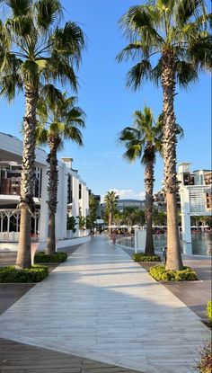 palm trees line the sidewalk in front of buildings