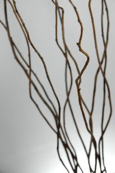 the branches of a tree with no leaves are shown in front of a gray background