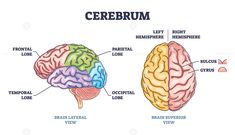 the human brain labeled in different parts of it's structure, including the cerebrum