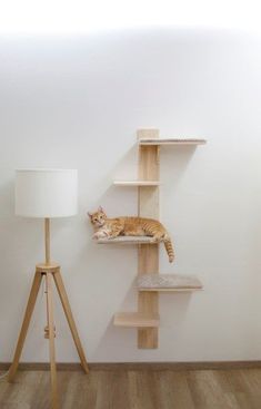 a cat laying on top of a wooden shelf next to a lamp