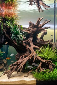 an aquarium filled with lots of different types of plants