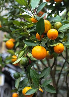 focused on branch of ripening calamondin oranges Calamondin Tree, Calamondin Orange Tree, Citrus Nursery, Citrus Tree, Heart Leaf Philodendron, Tattoo Plant, Orange Trees, Orange Plant, Indoor Trees