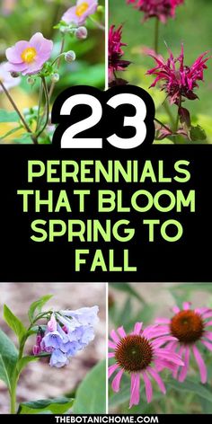 flowers with the words 23 perennials that bloom spring to fall