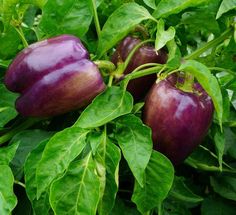 three purple peppers growing on top of green leaves