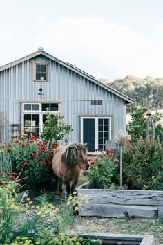 a horse standing in front of a blue house with flowers around it and a wooden box