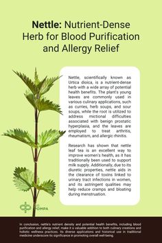 Explore the amazing health benefits of nettle, a nutrient-dense herb revered for its blood purification properties and ability to relieve allergy symptoms. Discover how to incorporate nettle into your diet for enhanced wellness and vitality. #NettleBenefits #BloodPurification #AllergyRelief #NutrientDenseHerbs #HealthyLiving #NaturalRemedies #HerbalWellness #NettleTea #WellnessJourney Herb Soup, Allergic Rhinitis, Allergy Relief, Sleep Issues, Allergy Symptoms, Milk Supply