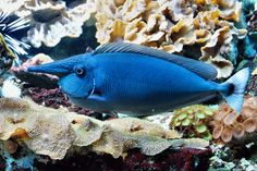 a blue fish is swimming among corals and other marine life on the ocean floor