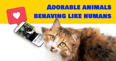 a cat laying down next to a cell phone with the caption adorable animals behaving like humans