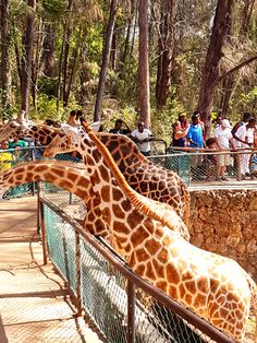 three giraffes are standing next to each other at the zoo