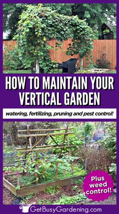 2 photos of trellis arches with plants and vegetable growing up and over the structures Vertical Garden Plants, Garden Plot, Plant Clips, Organic Pesticide, Garden Plots, Vertical Planter, Tower Garden, Garden Watering, Watering Cans