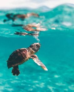 a turtle swimming in the ocean with its head above water