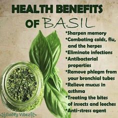 Health Benefits Of Basil, Benefits Of Basil, Basil Health Benefits, Benefits Of Coconut Oil, Granny Smith, Healing Herbs, Eating Plans