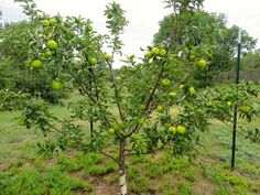 an apple tree with lots of green apples growing on it's branches in the grass