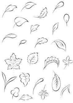 various leaves and flowers drawn in pencil on white paper, each with different shapes and sizes