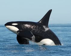 an orca jumping out of the water with it's head above the water