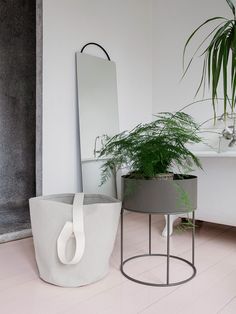 a plant in a pot next to a mirror