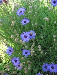 some blue flowers are growing in the grass