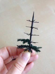 a hand is holding a tiny pine tree