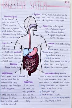 a diagram of the human body on lined paper with words about organ systems and their functions