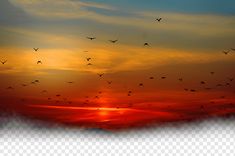 a flock of birds flying in the sky at sunset