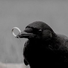 a black bird with a magnifying glass in its beak