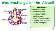 an image of gas exchange in the alveolit diagram with caption below