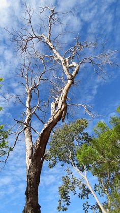 an old tree with no leaves on it and blue sky in the backround