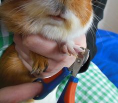 a cat is being held by someone with scissors