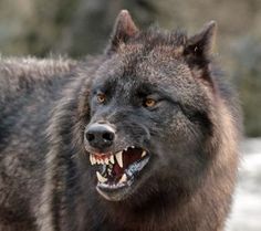 an angry looking wolf with its mouth open