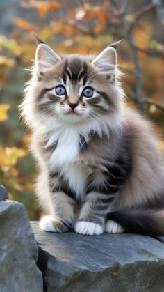 Cute Cat Quotes, Angora Cats, Neural Network, Kitten Love, Cute Kitty, Cat Cute