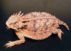 a small lizard sitting on top of a black surface