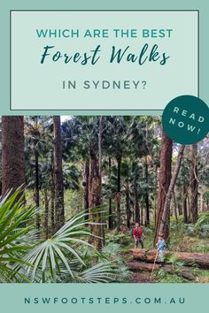 people walking through the forest with text which reads which are the best forest walks in sydney?