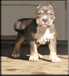 a brown and white dog standing on top of a wooden floor next to a building