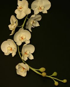 some white flowers on a black background