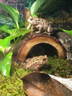 there is a frog that is sitting on top of a log in the grass next to some plants