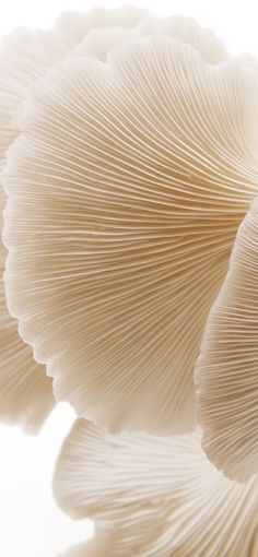 a close up view of the underside of a large mushroom like object on a white background