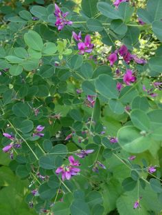 purple flowers are growing on the green leaves