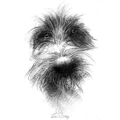 a black and white drawing of a dog's face with long, shaggy hair