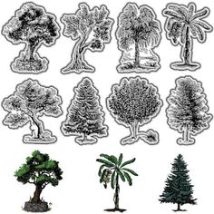 various trees and shrubs drawn in ink