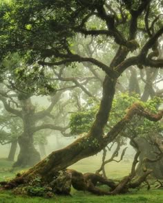 an old tree with moss growing on it's branches in the foggy forest