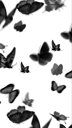 black and white photograph of butterflies flying in the sky