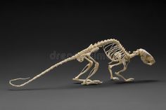 an animal skeleton is shown on a black background royalty images and clippings are also available